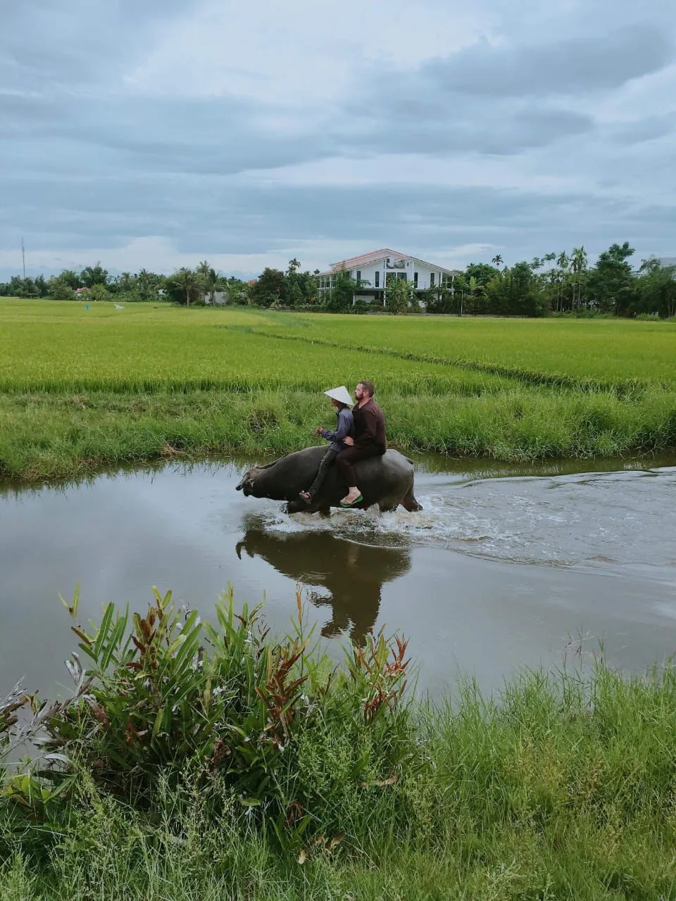 Hoi An buffalo riding experience for families
